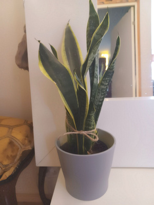 Anopinkieli helppohoitoinen 43 cm suojaruukku mukaan