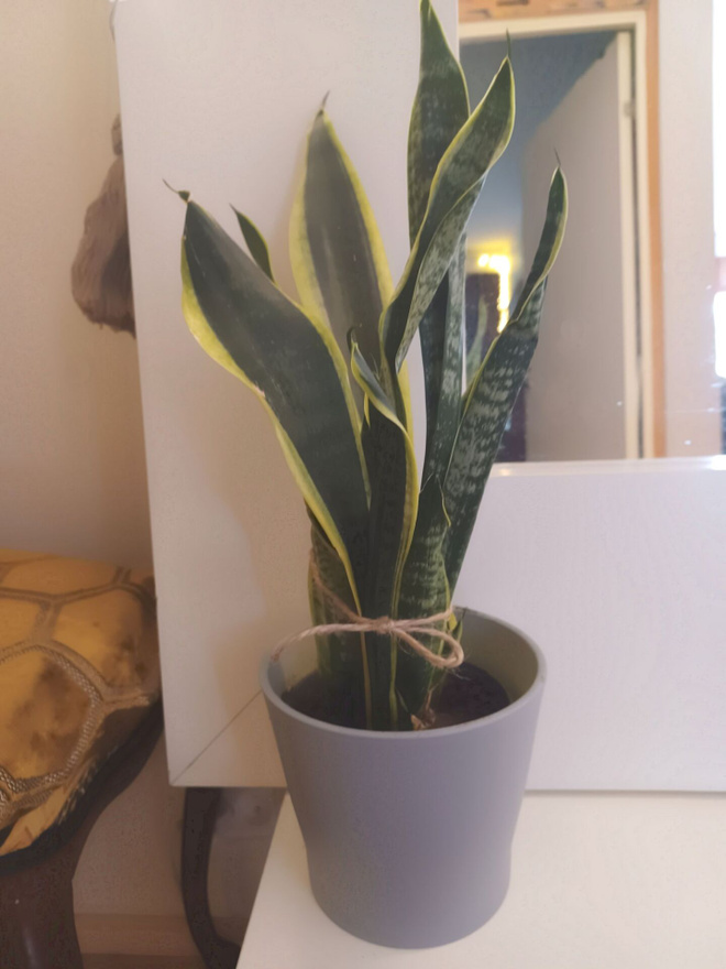 Anopinkieli helppohoitoinen 43 cm suojaruukku mukaan