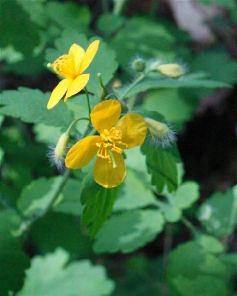Keltamo (Chelidonium majus), siemeniä 100 kpl