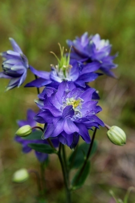 Lehtoakileija 'Clementine Blue', siemeniä 50 kpl