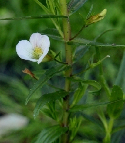 Rohtokuntio (Gratiola officinalis), siemeniä 100 kpl