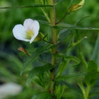 Rohtokuntio (Gratiola officinalis), siemeniä 100 kpl - pikkukuva 1
