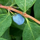 Sinikuusama (Lonicera caerulea), siemeniä 20 kpl - pikkukuva 2