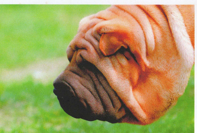 SHAR PEI POSTIKORTTI