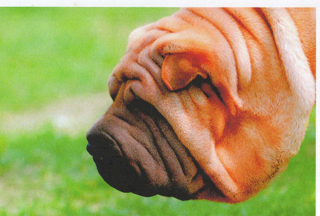 SHAR PEI  POSTIKORTTI