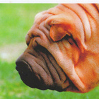 SHAR PEI  POSTIKORTTI - pikkukuva 1