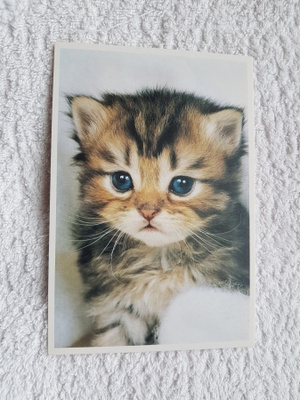 Kissa Postikortti*