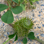 Piikkimailanen (Medicago polymorpha), siemeniä 50 kpl - pikkukuva 3