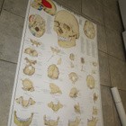 THE HUMAN SKULL, HUMAN TEETH, NECK AND HEAD OPETUSJULISTEET - pikkukuva 5
