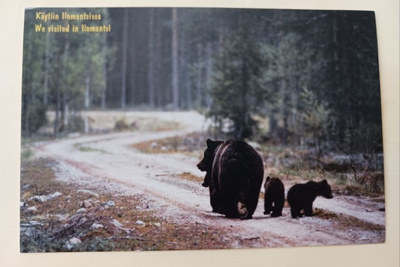 Ilomantsi, äitikarhu ja kaksi pentua metsätiellä, ei p.