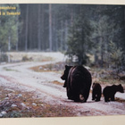 Ilomantsi, äitikarhu ja kaksi pentua metsätiellä, ei p. - pikkukuva 1