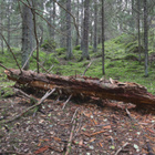Samyang 16mm/2.2 Canon Ef - pikkukuva 4