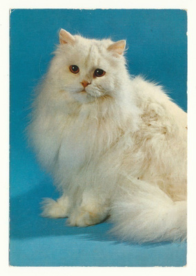 KISSA-kortti