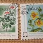 CCCP 1960: kukkia - pikkukuva 4
