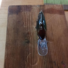 Daiwa Prorex BABY CRANK 4cm - pikkukuva 3
