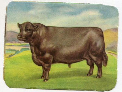 ALE - M.P. 983 - Nelkku - Musta sonni - 1950-luvulta!!!