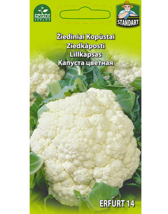 Kukkakaali 'Erfurt 14'  - siemenet #