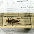 Natura Obscura – Entomologinen näyte no. 412 - pikkukuva 3