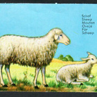 ALE - EAS 3115 - Nelkku - Lammas ja lapsi - pikkukuva 1
