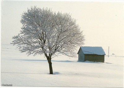 Foto: Pentti Paschinsky , Talvinen puu, taustalla lato