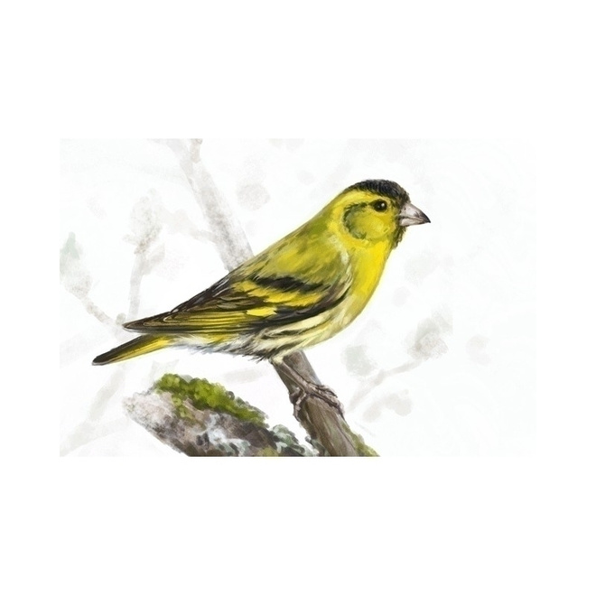 Vihervarpunen (piirretty kortti) #3022
