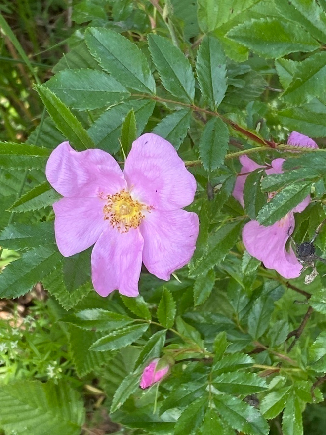 Nukkeruusu (Rosa nitida), siemeniä 40 kpl