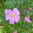 Nukkeruusu (Rosa nitida), siemeniä 40 kpl - pikkukuva 1