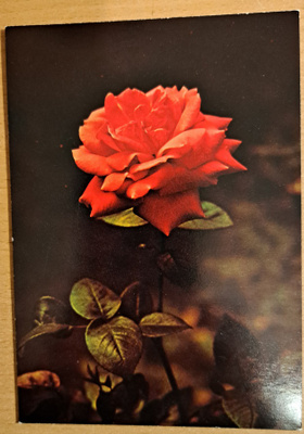 ruusu punainen, käsipostia