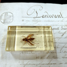 Natura Obscura – Entomologinen näyte no. 339 - pikkukuva 1