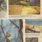 Viikko Sanomat n:o 22 1959 13-vuotta piilossa portaiden alla - pikkukuva 5