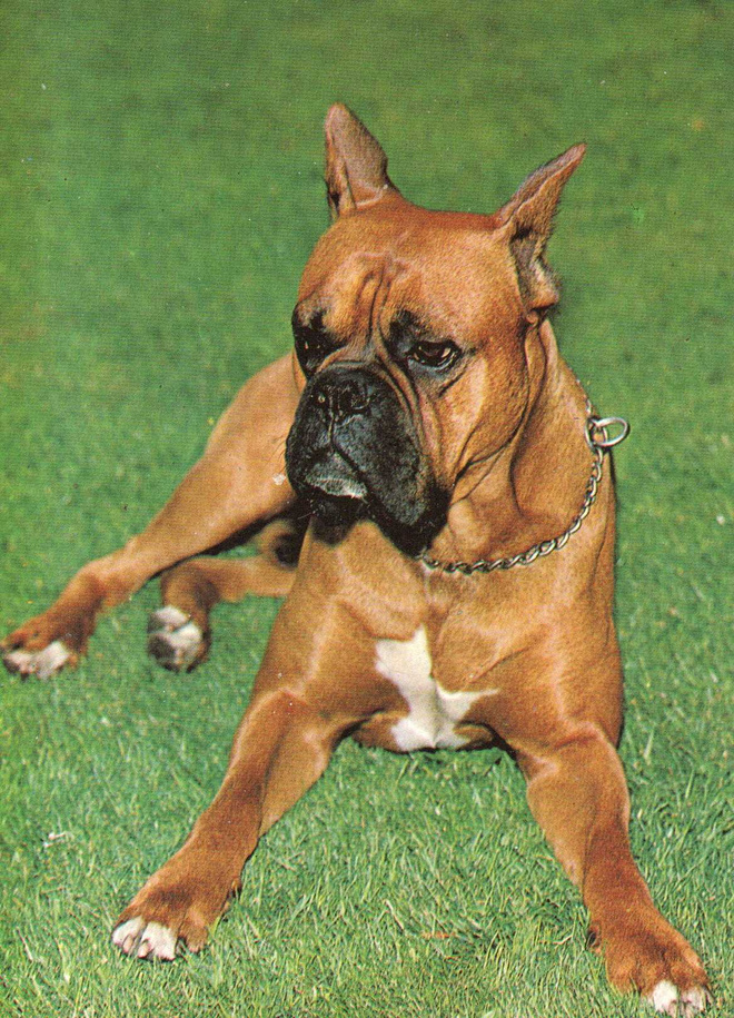 BOKSERI POSTIKORTTI