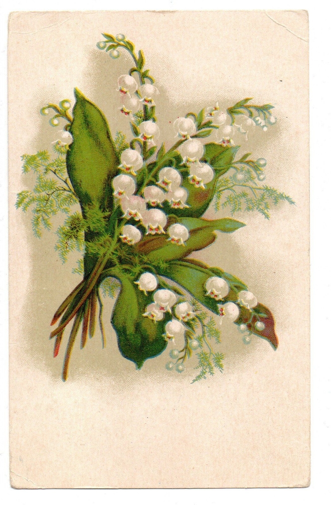 Vanha kortti, kielot