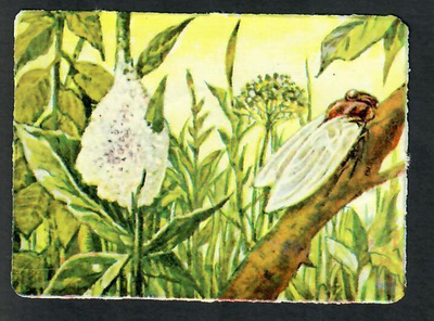 ALE - Heller - Nelkku - Hyönteiset 2 - 1940-luvulta