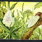 ALE - Heller - Nelkku - Hyönteiset 2 - 1940-luvulta - pikkukuva 1