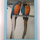 Irene Christie : Birds - A Guide to a Mixed Collection - pikkukuva 2