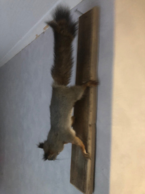 Täytetty orava