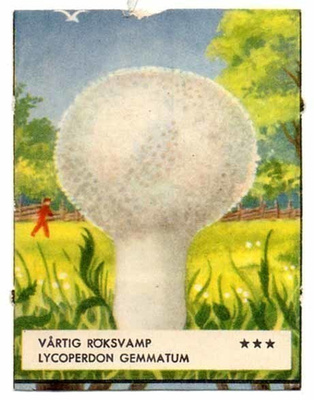 EO 5307 / SIENINELKKU: Savusieni Lycoperdon gemmatum 1950-l.