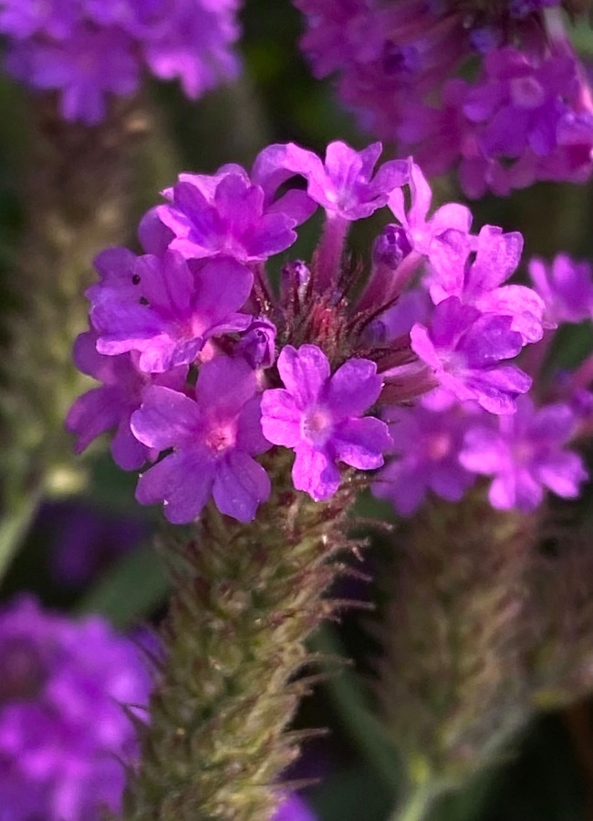 Siniverbena (Verbena rigida), siemeniä 50 kpl