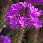 Siniverbena (Verbena rigida), siemeniä 50 kpl - pikkukuva 1