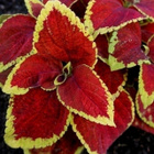 Isokirjopeippi (Coleus scutellarioides), siemeniä 50 kpl - pikkukuva 2