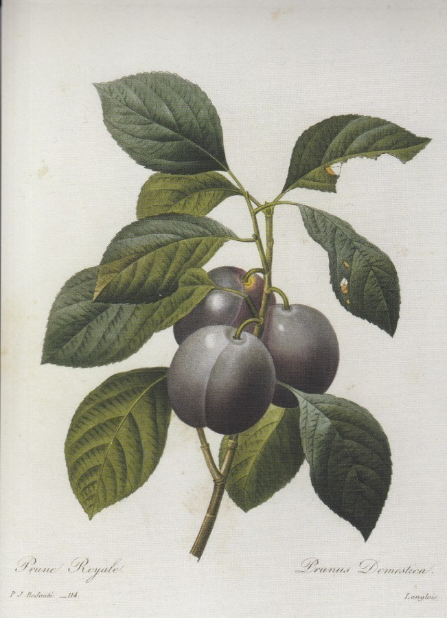 Redoute: Luumut, 1835 (isohko kortti)