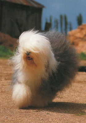 Vanhaenglanninlammaskoira