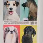 Kate Lacey : Show Dogs - A Photographic Breed Guide - pikkukuva 2