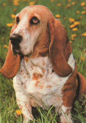 BASSET POSTIKORTTI