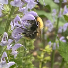 Lehtosalvia 'Crystal Blue', siemeniä 50 kpl - pikkukuva 3