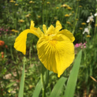 Keltakurjenmiekka (Iris pseudacorus), siemeniä 50 kpl - pikkukuva 2