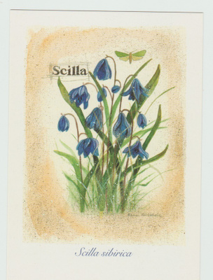 Leena Airikkala :  Scilla
