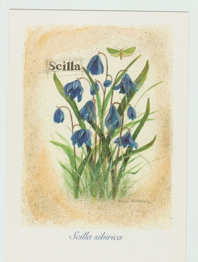 Leena Airikkala :  Scilla