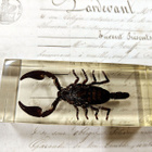 Natura Obscura – Entomologinen näyte no. 416 - pikkukuva 3