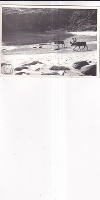 Porot rannalla, Foto: Pietinen N:o 1569    b669